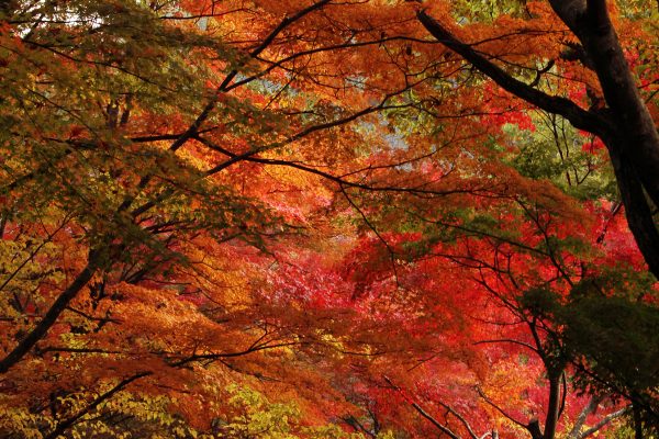 神戸市立森林植物園