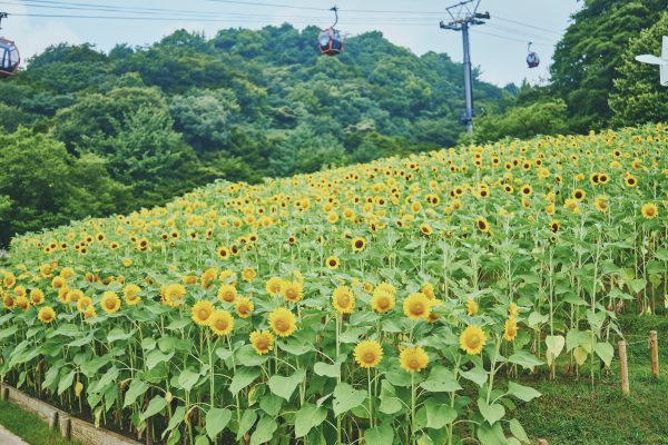 神戸布引ハーブ園／ロープウェイ