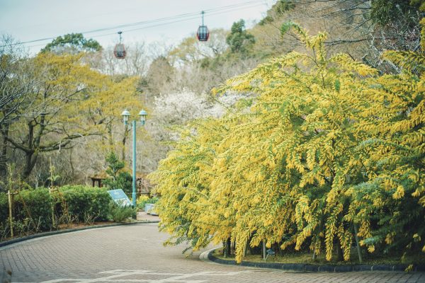 神戸布引ハーブ園／ロープウェイ