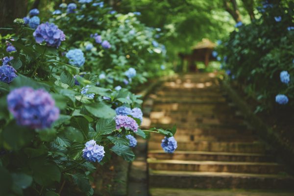 神戸布引ハーブ園／ロープウェイ