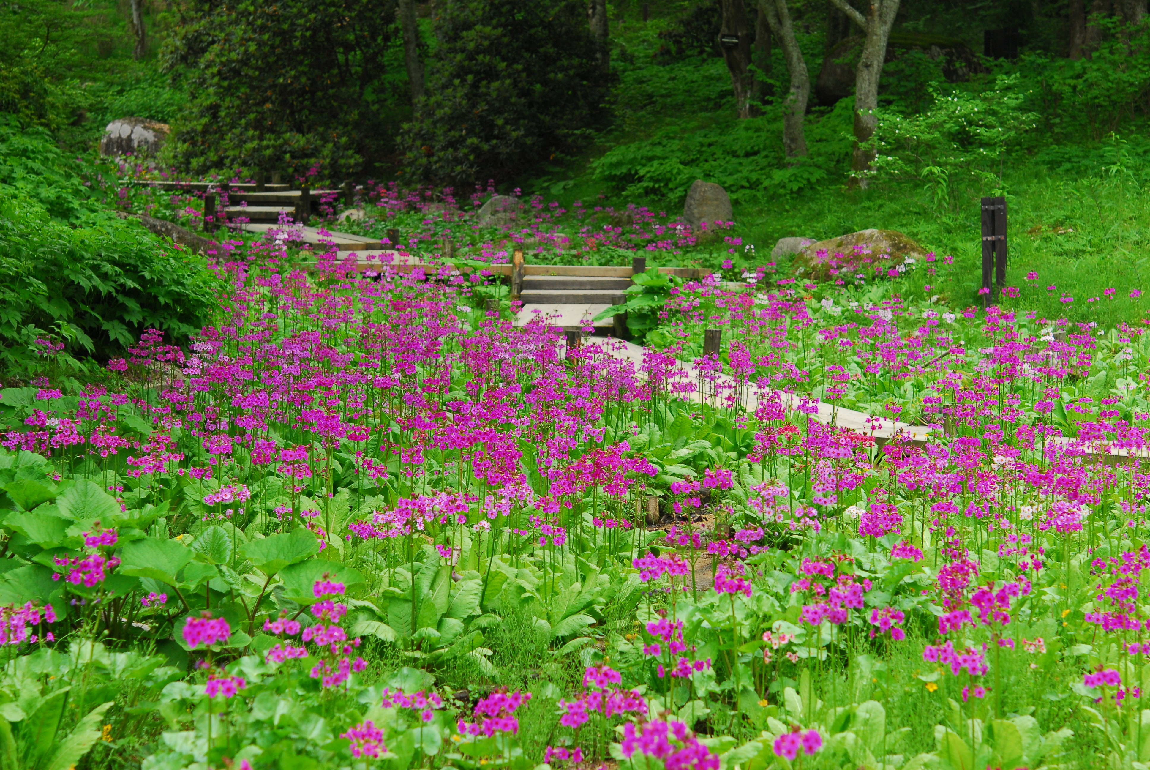 六甲高山植物園　クリンソウ