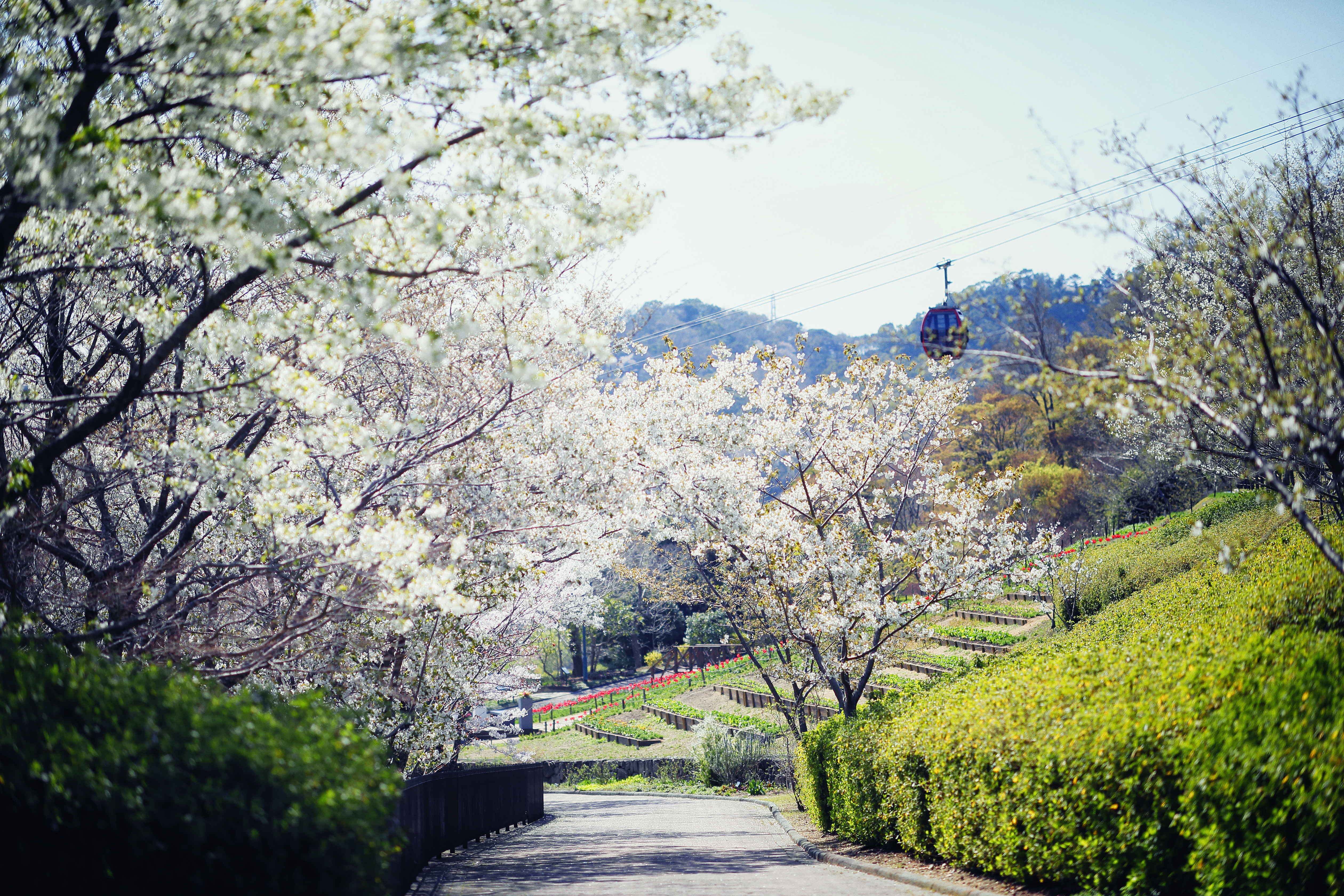 神戸布引ハーブ園／ロープウェイ