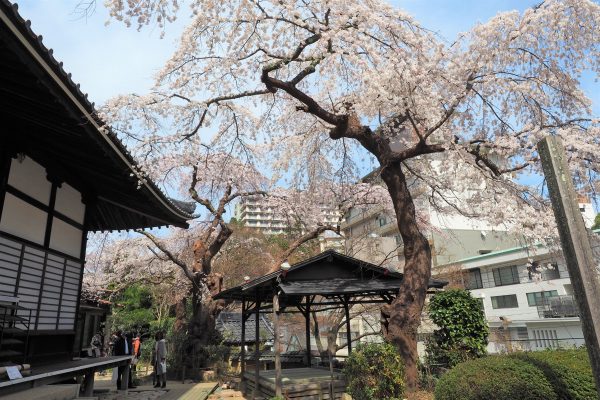 善福寺 桜