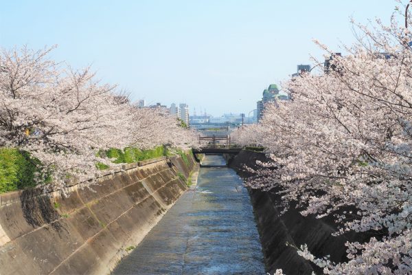 生田川 桜