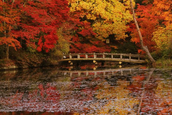 神戸市立森林植物園