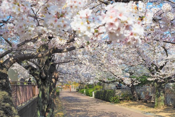 王子動物園 桜の通り抜け