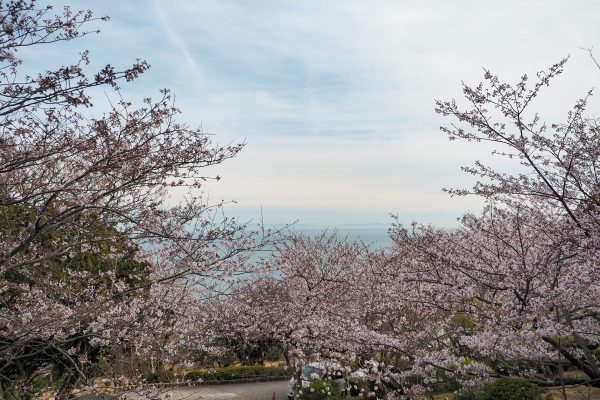 須磨浦公園 桜