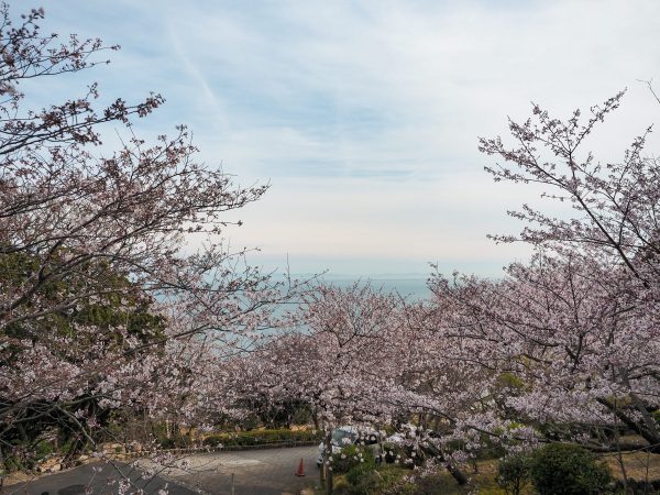 須磨浦公園 桜