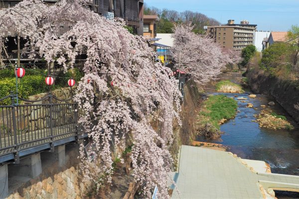 有馬川 桜