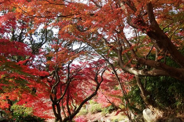 須磨離宮公園　もみじ道