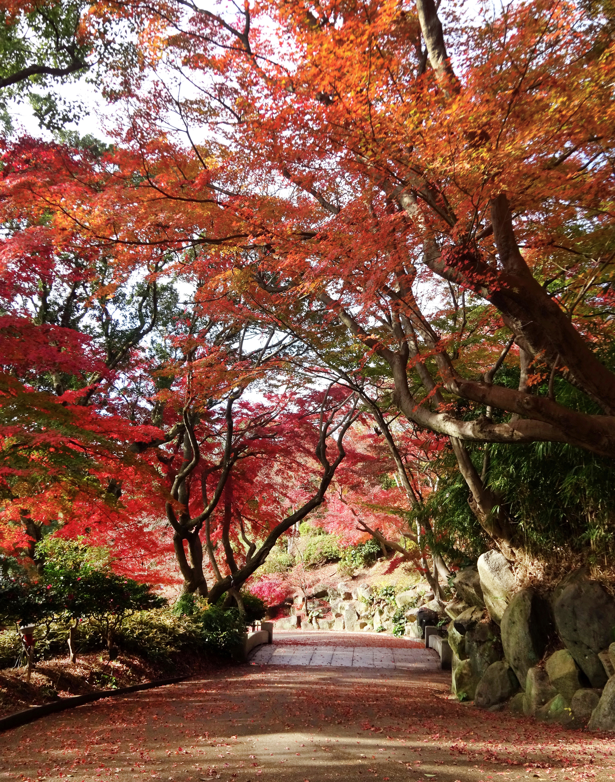 須磨離宮公園　もみじ道