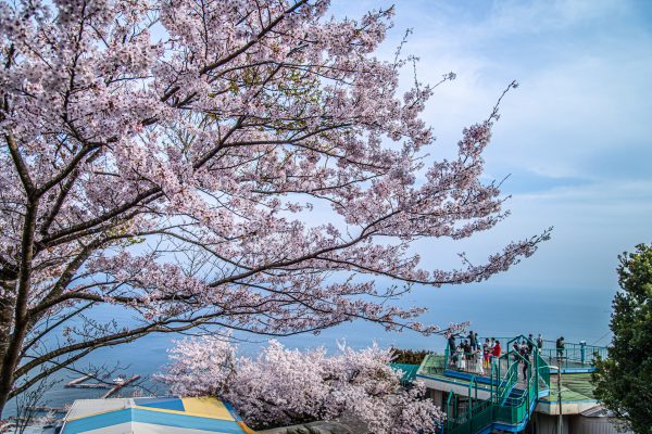 須磨浦山上遊園　桜