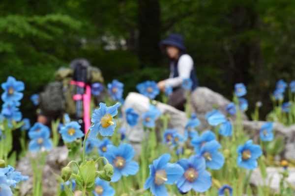 六甲高山植物園