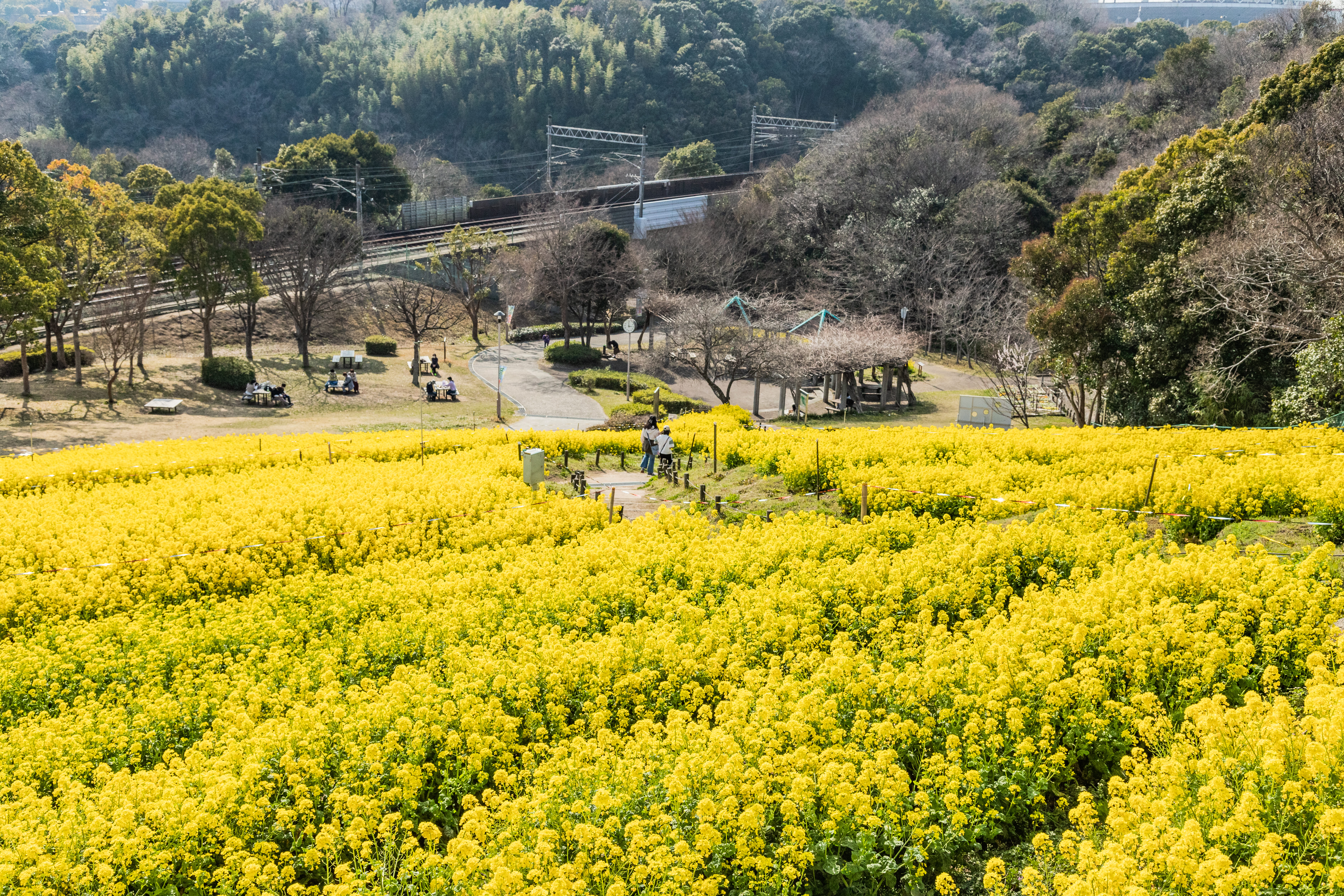 神戸総合運動公園 コスモスの丘