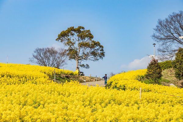 神戸総合運動公園 コスモスの丘