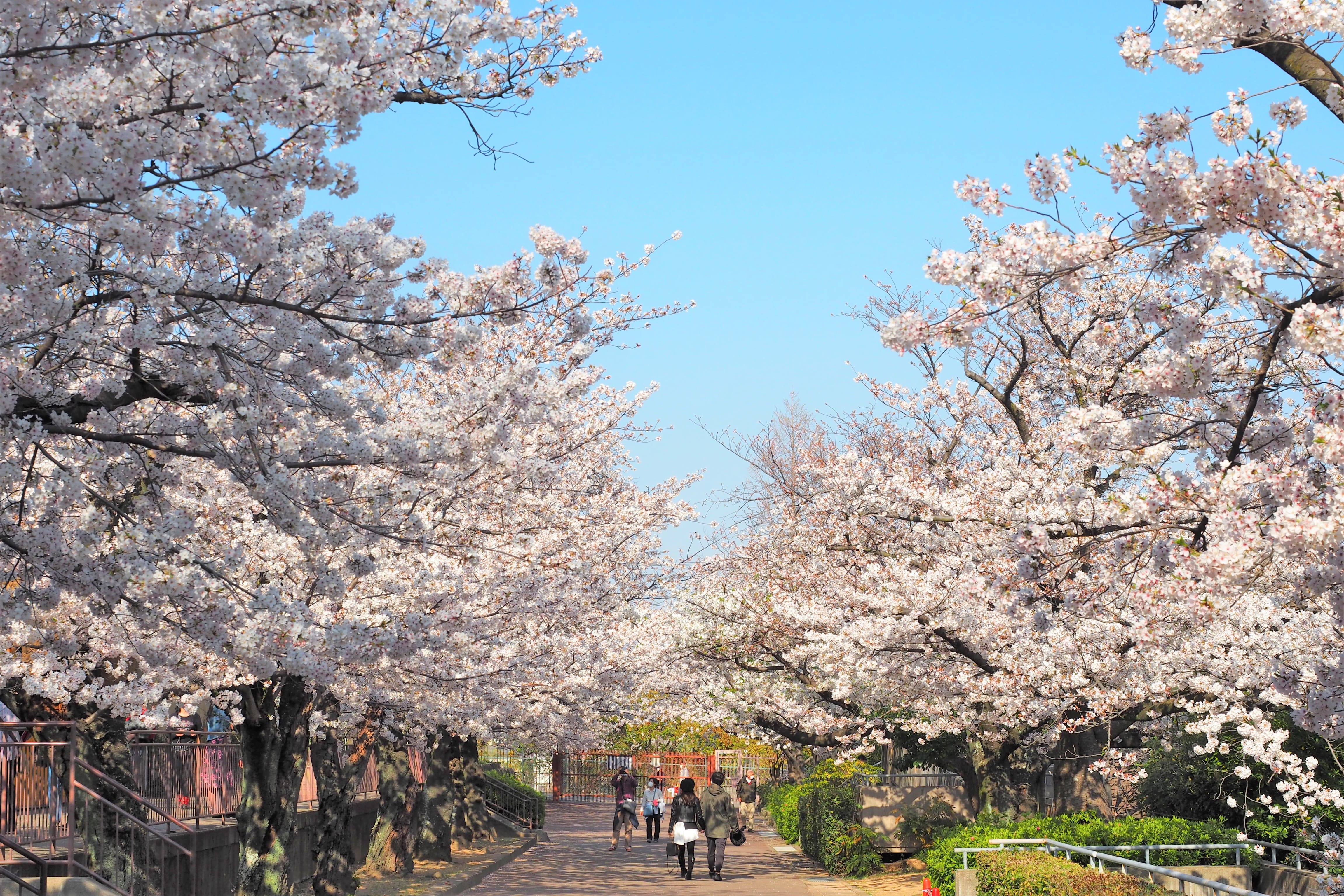 王子動物園 桜の通り抜け