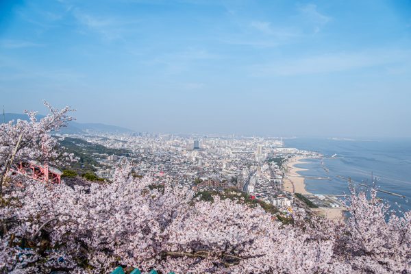 須磨浦山上遊園　桜