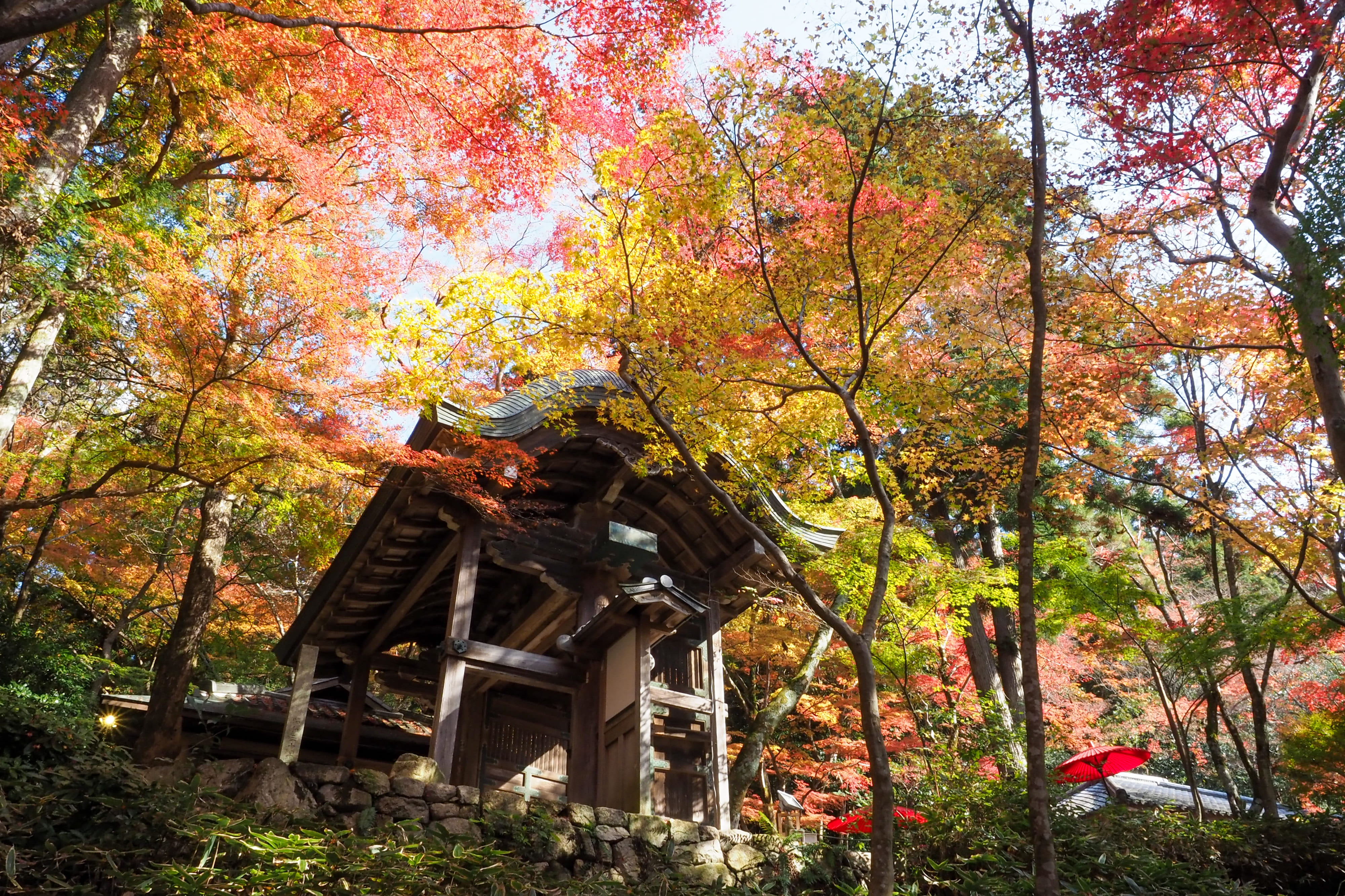 瑞宝時公園 紅葉