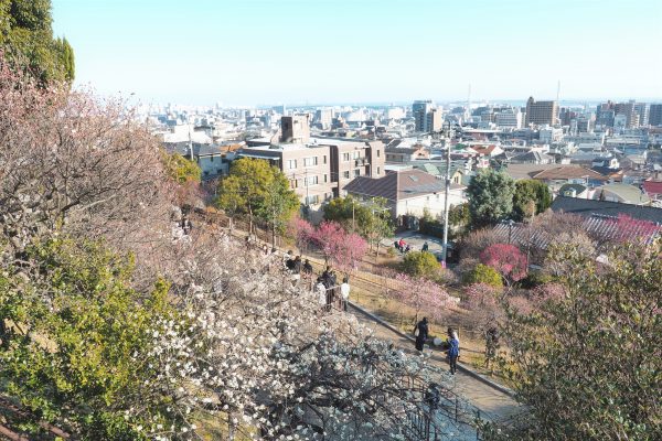 岡本梅林公園