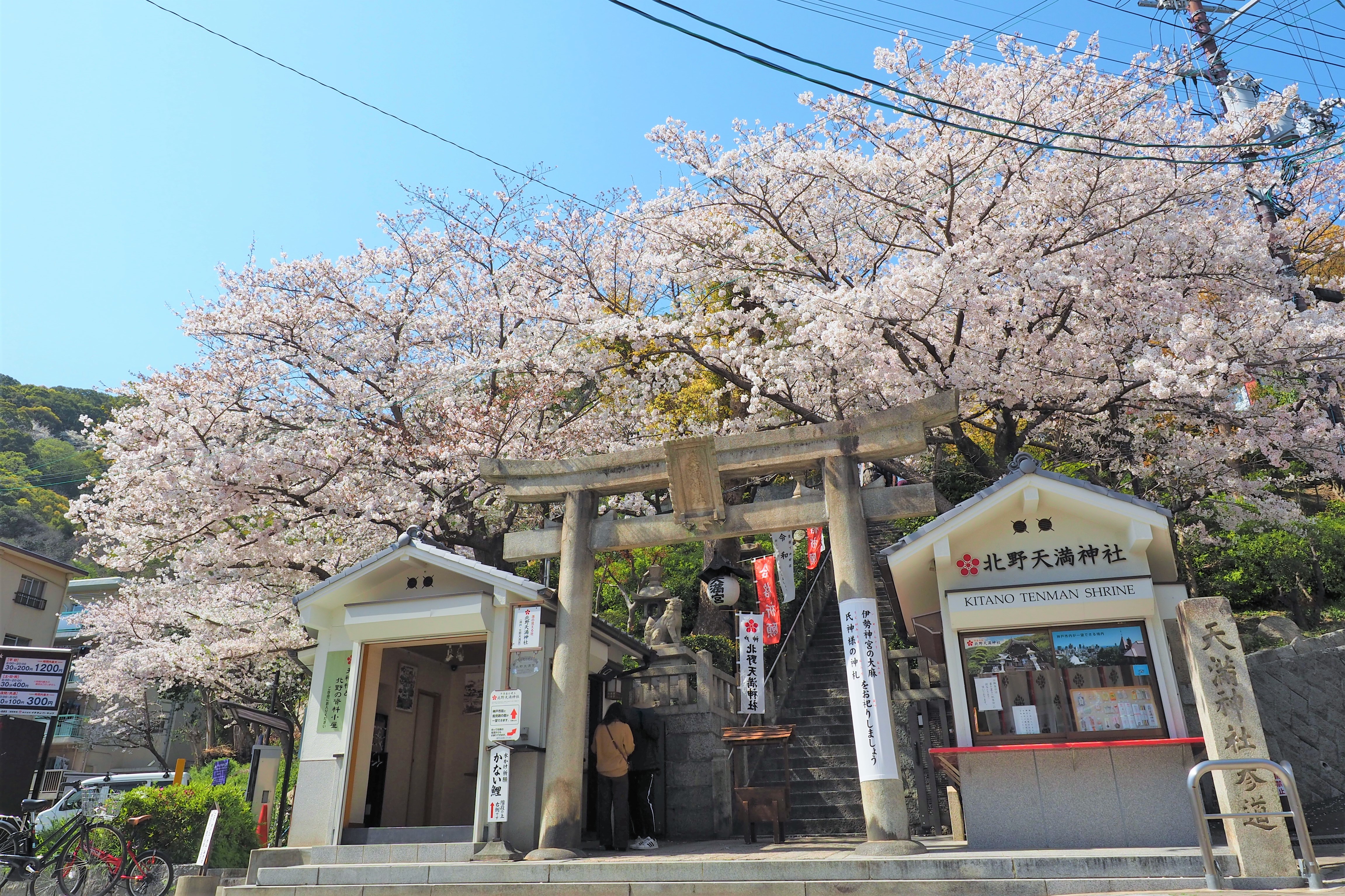 北野天満神社 桜