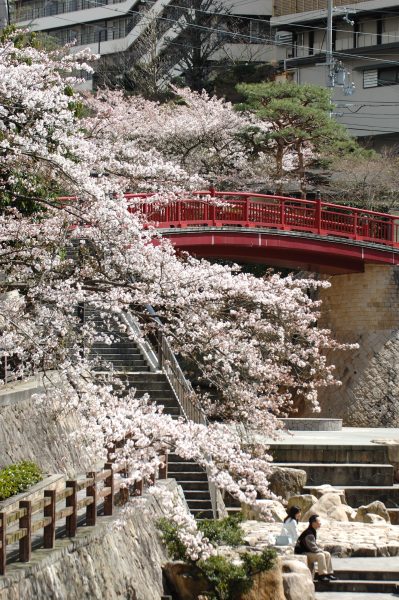 有馬川の桜