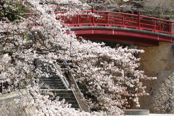 有馬川の桜