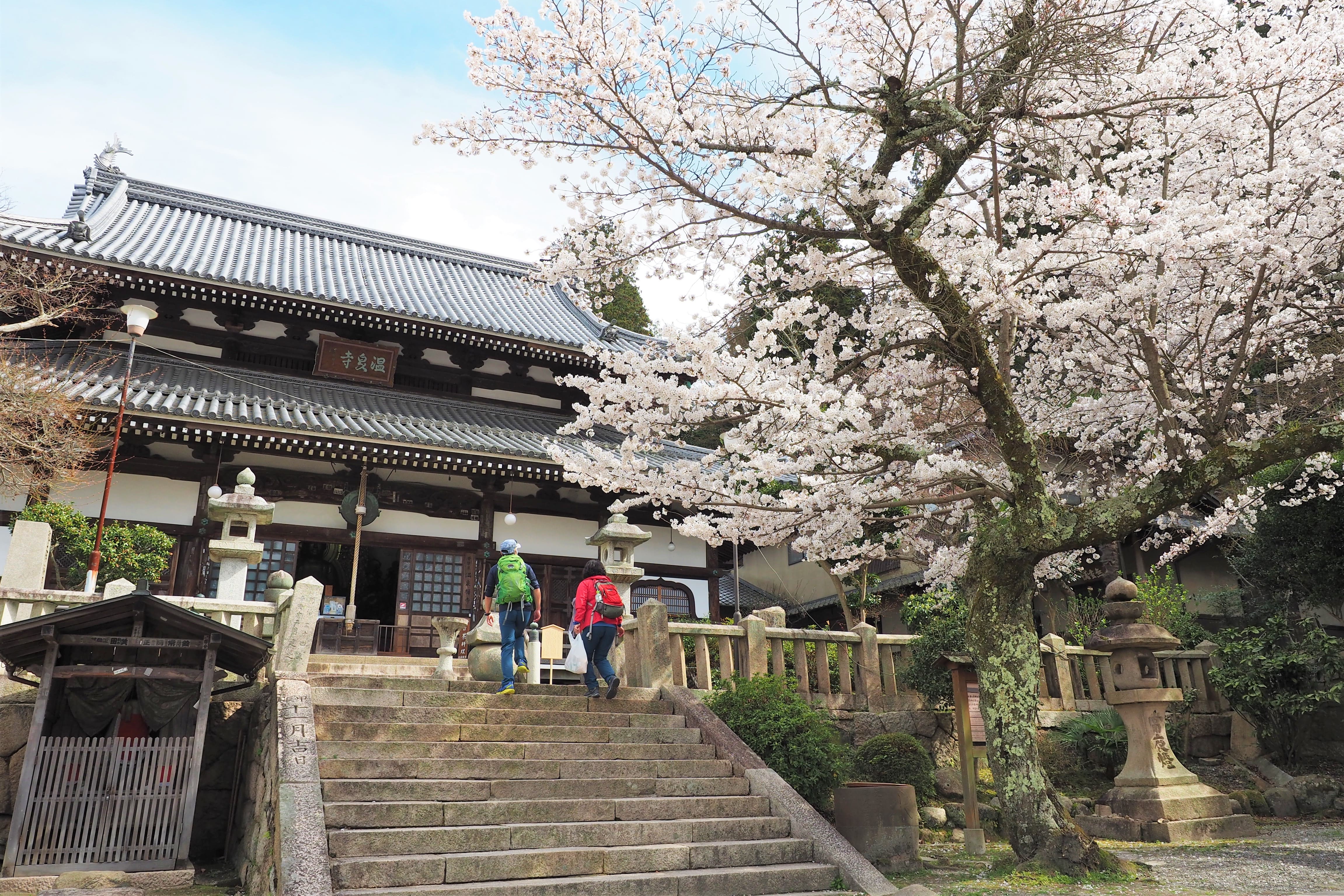 温泉寺 桜