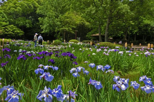 須磨離宮公園　花菖蒲