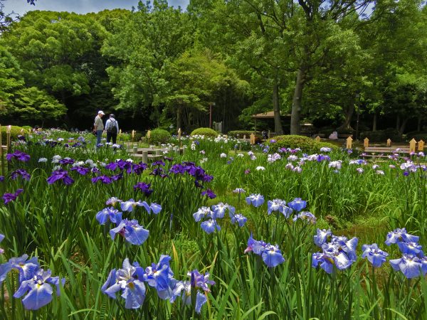 須磨離宮公園　花菖蒲