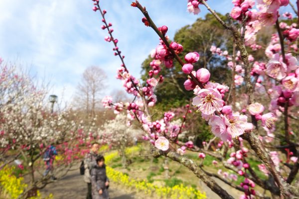 須磨離宮公園　梅園