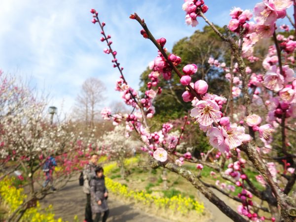 須磨離宮公園　梅園