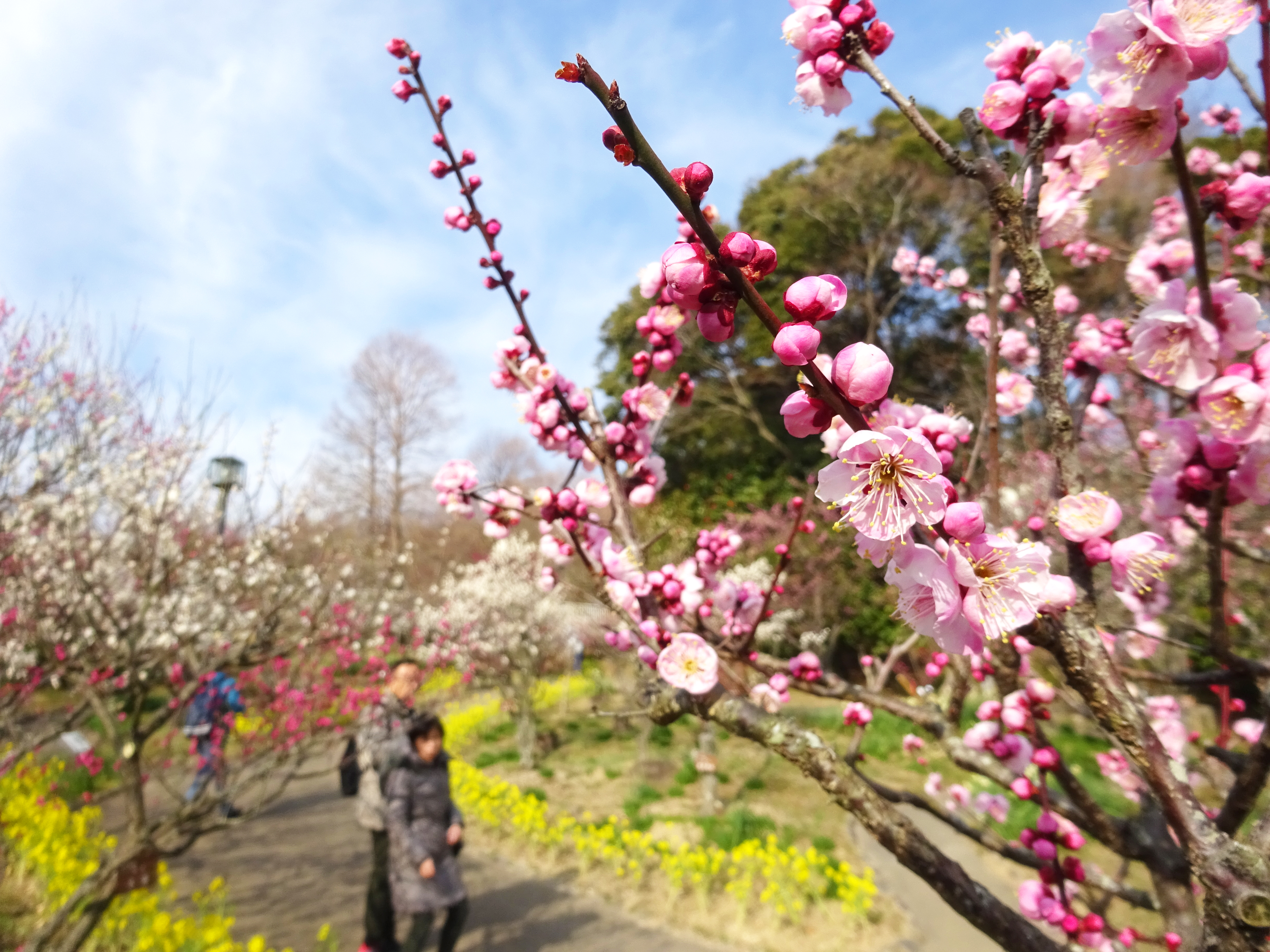 須磨離宮公園　梅園