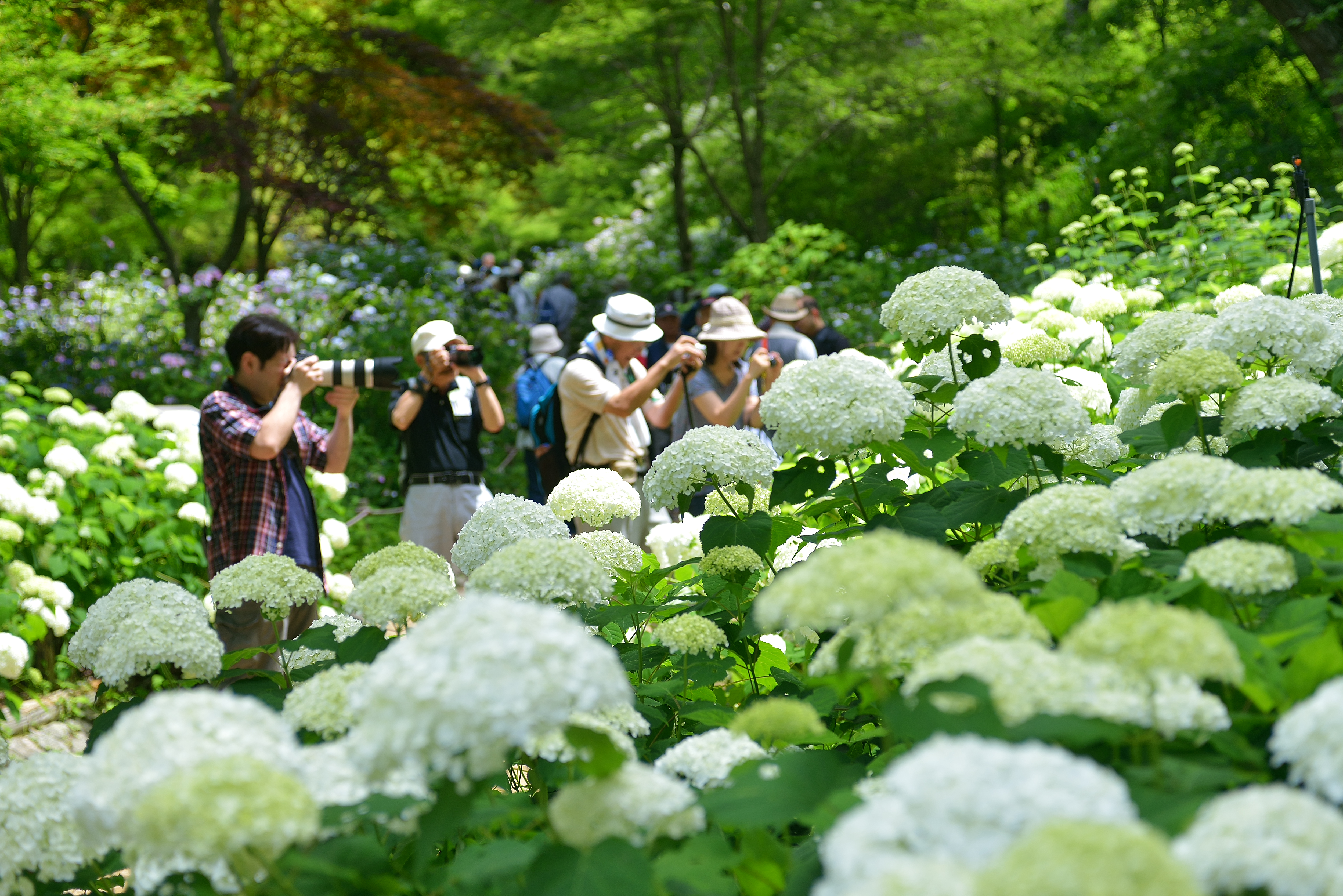 神戸市立森林植物園