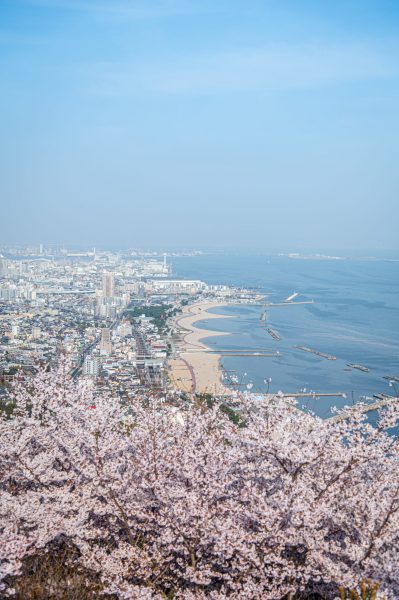 須磨浦山上遊園　桜