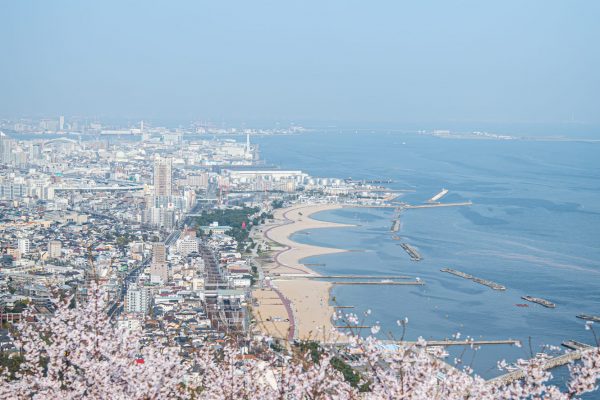 須磨浦山上遊園　桜