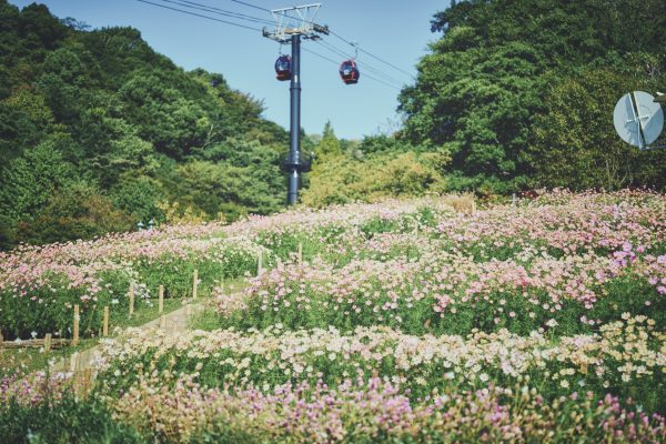 神戸布引ハーブ園／ロープウェイ