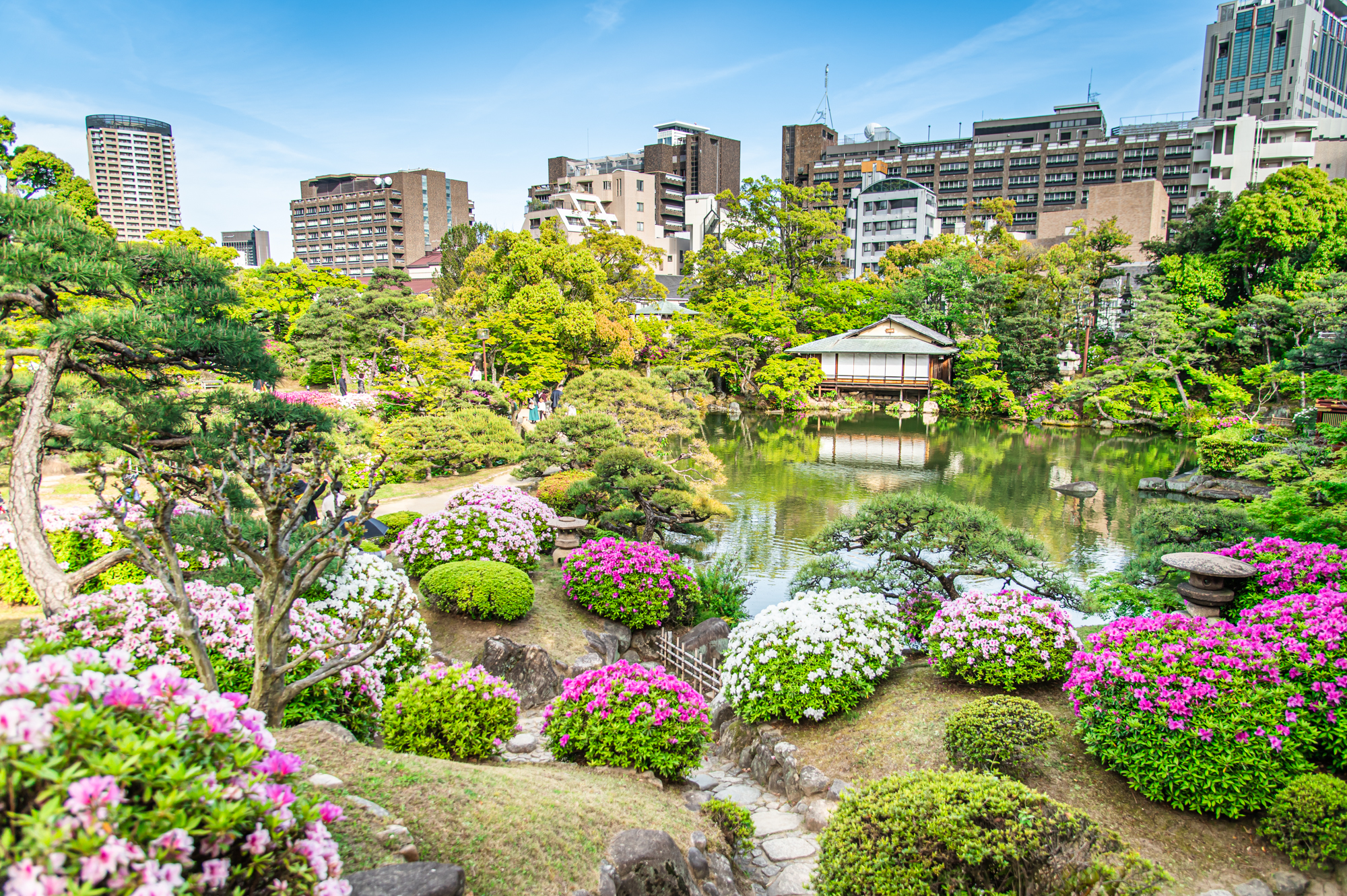 相楽園 つつじ