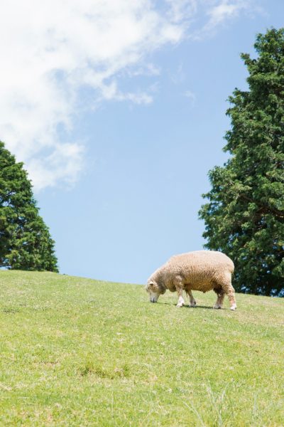 六甲山牧場