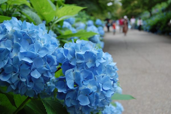 神戸市立森林植物園