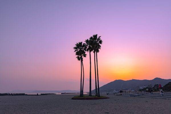 須磨海岸 願いの椰子の木