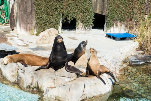 王子動物園