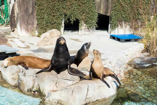 王子動物園