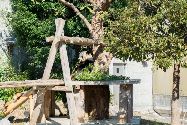 王子動物園