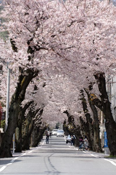 高尾通の桜のトンネル