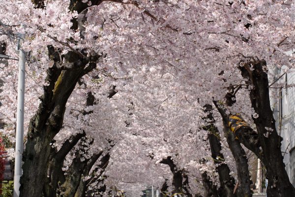 高尾通の桜のトンネル