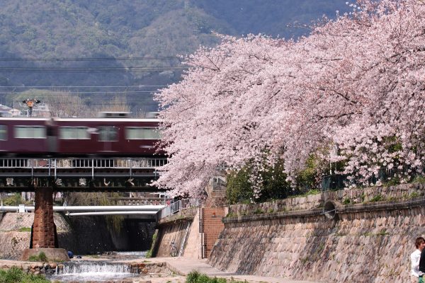 都賀川の桜