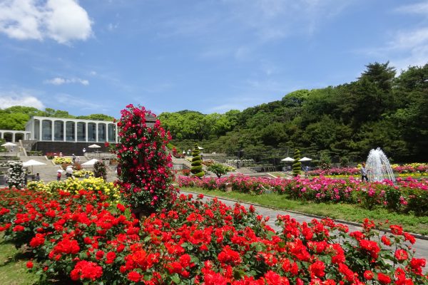 須磨離宮公園　バラ園