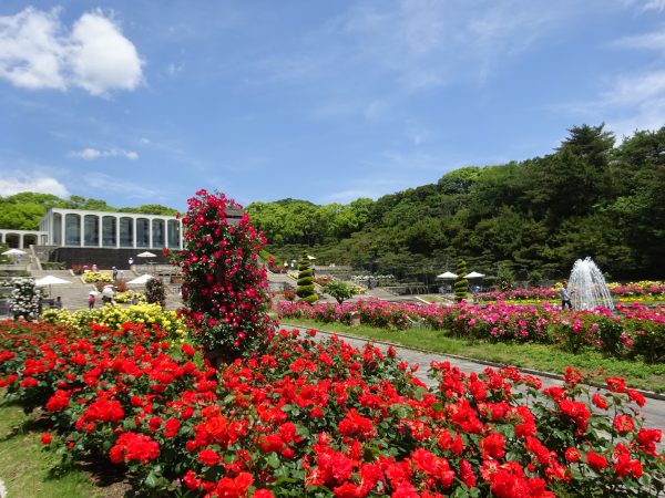 須磨離宮公園　バラ園