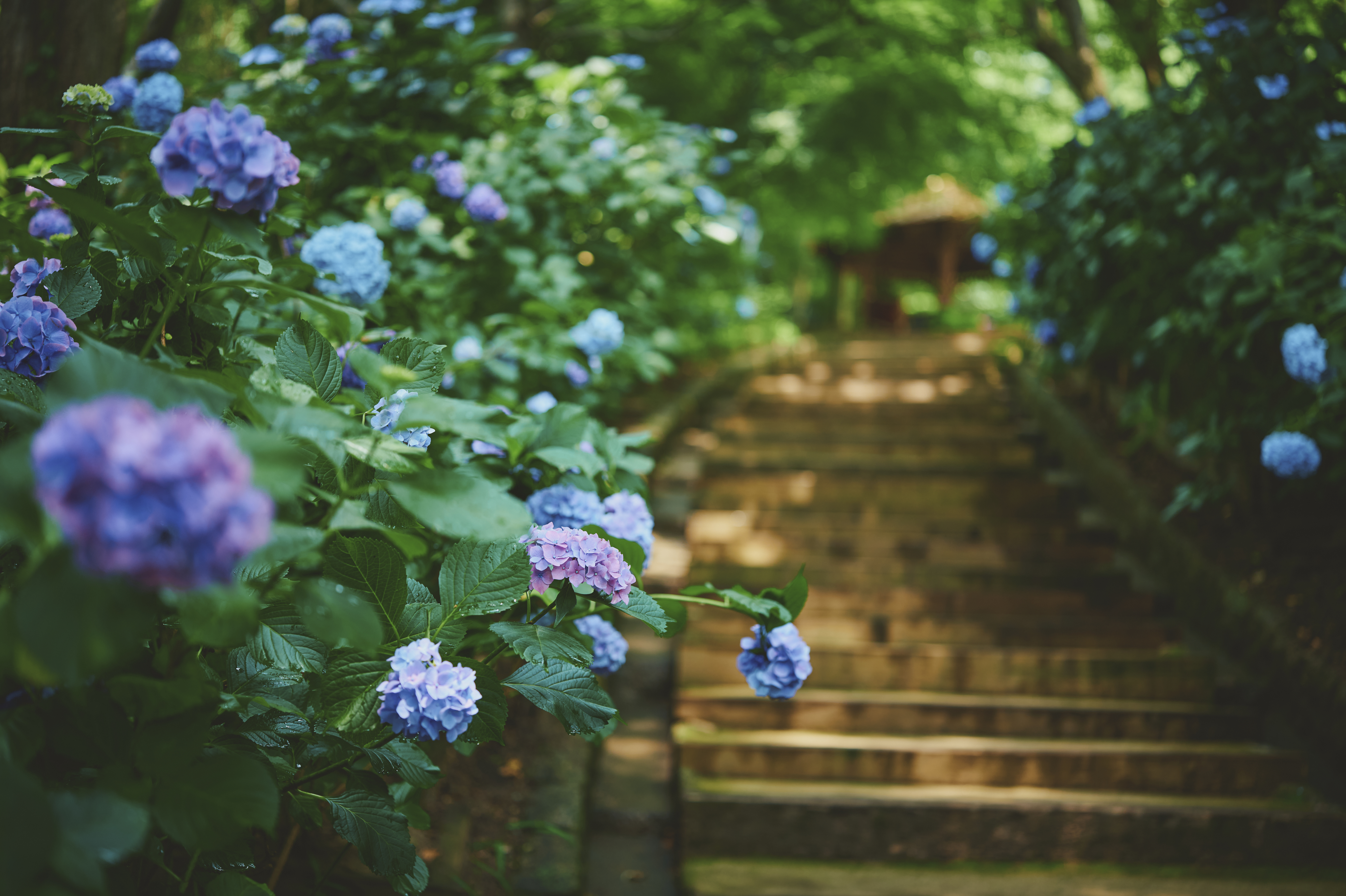 神戸布引ハーブ園／ロープウェイ