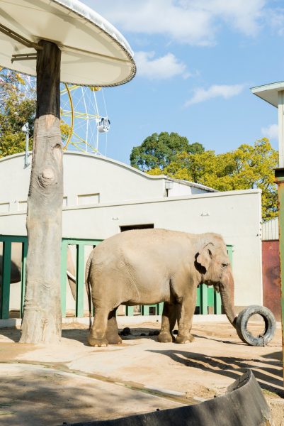 王子動物園